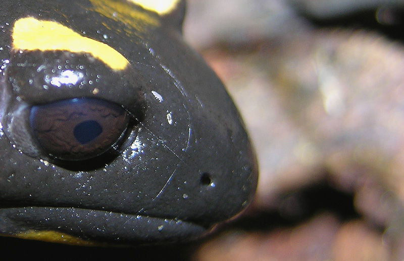 Salamandra salamandra